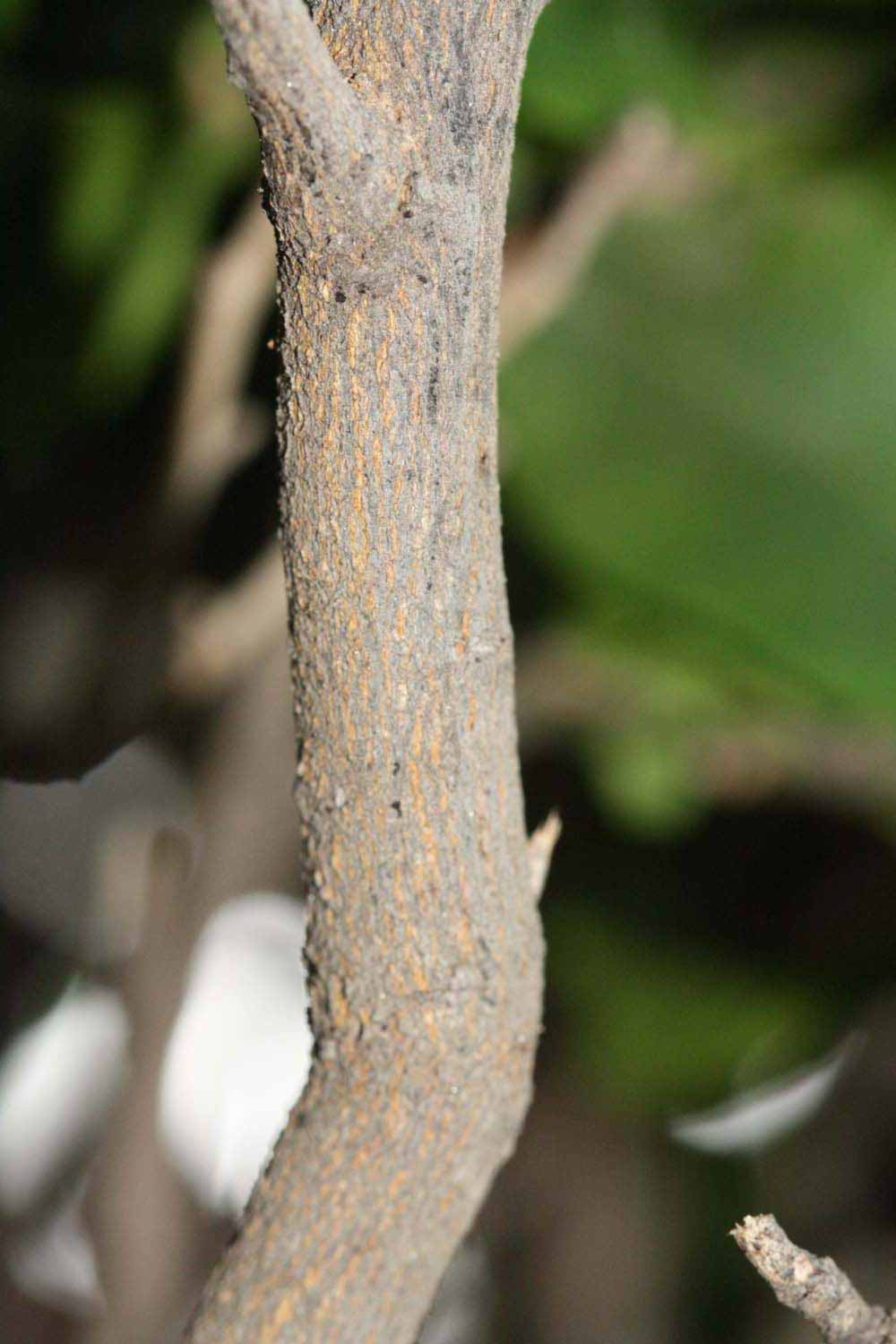              Second - third year twig (Riverside, CA)       